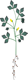 medicago truncatula